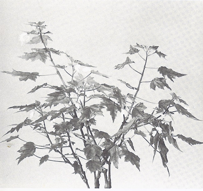 B. ‘Marie B. Holley’